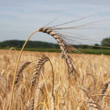 Unser purer Emmer – Bild 5
